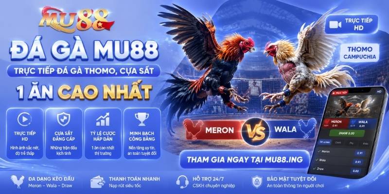 Đá Gà MU88 - Trực Tiếp Đá Gà Thomo, Cựa Sắt 1 Ăn Cao Nhất