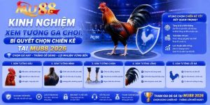 Kinh nghiệm xem tướng gà chọi: Bí quyết chọn chiến kê tại MU88 2026